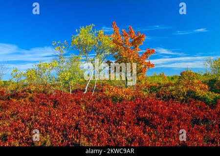 Bouleau gris et érable rouge croissant chez Black Hucklebeey en automne sur Moosic Mountain, comté de Lackawanna Banque D'Images