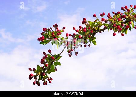 La pomme rouge fleurit sur une branche avec un ciel bleu en arrière-plan. Banque D'Images