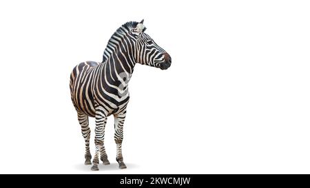 Magnifique zébré isolé sur fond blanc. Concept de protection des animaux, des voyages, des zoos et de la faune Banque D'Images