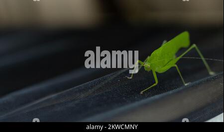 Trémie à herbe avec œilleton endommagé, demi-aveugle, prothèse d'insecte Banque D'Images