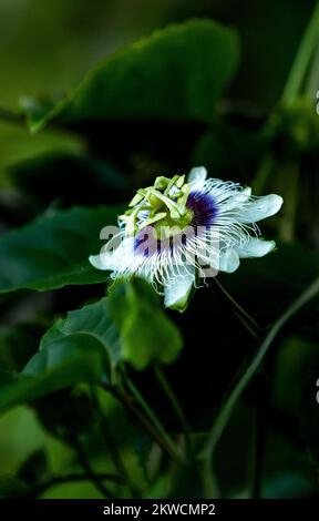 La fleur de fruit de la passion a fleuri avec des couleurs pourpres blanc jaune vert dans un fond vert luxuriant Banque D'Images