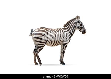 Magnifique zébré isolé sur fond blanc. Image de vue latérale. Concept de protection des animaux, des voyages, des zoos et de la faune Banque D'Images