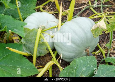 Cucurbita pepo Crown Prince, courge d'hiver Crown Prince, fruit à la peau grise sur plante Banque D'Images