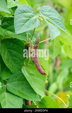 Graines de haricots Borlotto Lingua di Fuoco, Phaseolus vulgaris Borlotto Lingua di Fuoco, gousses rayées rouges sur la plante Banque D'Images