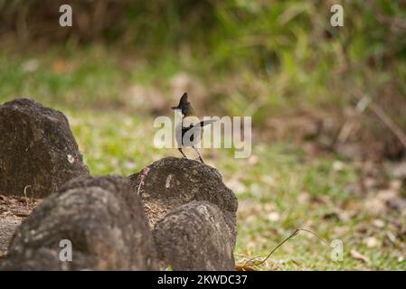 Whipbird de l'est dans le Queensland, Australie Banque D'Images