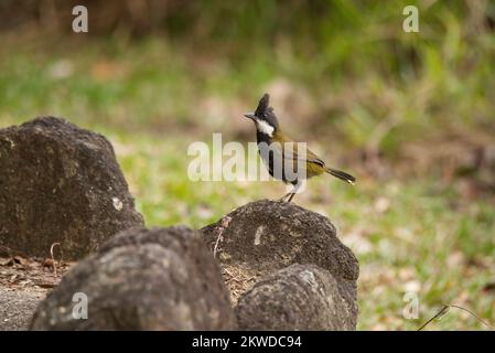 Whipbird de l'est dans le Queensland, Australie Banque D'Images