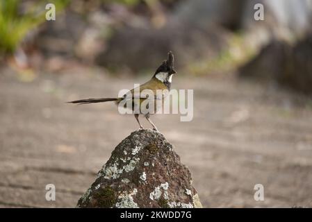 Whipbird de l'est dans le Queensland, Australie Banque D'Images