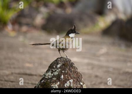 Whipbird de l'est dans le Queensland, Australie Banque D'Images