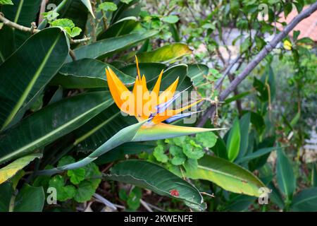 Strelizia reginae ou oiseau de paradis fleurit dans un jardin tropical. Magnifique fond floral pour le papier peint ou le web design. Banque D'Images