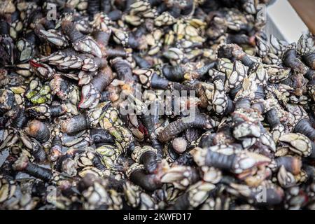 Pollicipes pollipes (Aka Barnacle de cou d'oie, Barnacle d'oie, barnacle de feuille, perception, perception) Banque D'Images