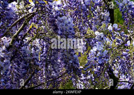 Wisteria Chenesis (Chinese Wisterai) Wisteria Sinensis une vigne décidue de la famille des petits pois, largement gambas pour ses recemes de fleurs colorées au printemps, Banque D'Images