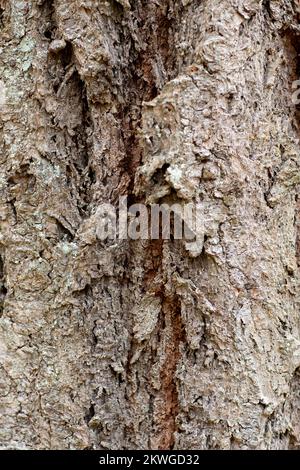 Douglas taxifolié des Rocheuses (Pseudotsuga menziesii var.. glauca) écorce. Troy, Montan, États-Unis. Royaume vertical: Clade Plantae: Trachéophyte Banque D'Images