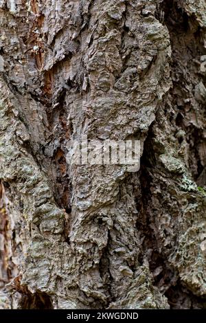 Douglas taxifolié des Rocheuses (Pseudotsuga menziesii var.. glauca) écorce. Troy, Montan, États-Unis. Royaume vertical: Clade Plantae: Trachéophyt Banque D'Images