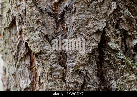 Douglas taxifolié des Rocheuses (Pseudotsuga menziesii var.. glauca) écorce. Troy, Montan, États-Unis. Royaume horizontal: Clade Plantae: Tracheoph Banque D'Images