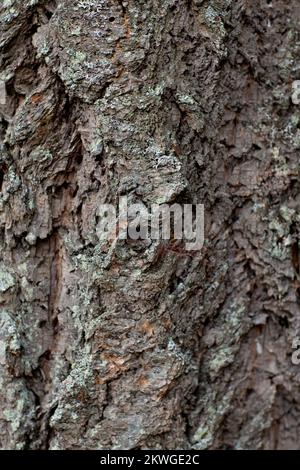 Douglas taxifolié des Rocheuses (Pseudotsuga menziesii var.. glauca) écorce. Troy, Montan, États-Unis. Royaume vertical: Clade Plantae: Trachéophyt Banque D'Images