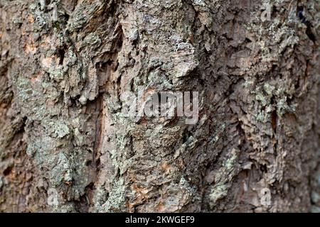 Douglas taxifolié des Rocheuses (Pseudotsuga menziesii var.. glauca) écorce. Troy, Montan, États-Unis. Royaume horizontal: Clade Plantae: Tracheoph Banque D'Images