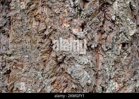 Douglas taxifolié des Rocheuses (Pseudotsuga menziesii var.. glauca) écorce. Troy, Montan, États-Unis. Royaume horizontal: Clade Plantae: Tracheoph Banque D'Images