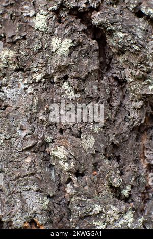 Douglas taxifolié des Rocheuses (Pseudotsuga menziesii var.. glauca) écorce. Troy, Montan, États-Unis. Royaume vertical: Clade Plantae: Trachéophyt Banque D'Images