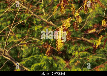 Dawn redwood Metasequoia glyptostroboides feuilles d'automne. Cupressaceae arbre à feuilles caduques. Considéré comme une plante fossile, il a été confirmé de croître naturellement Banque D'Images