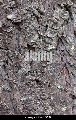 Douglas taxifolié des Rocheuses (Pseudotsuga menziesii var.. glauca) écorce. Troy, Montan, États-Unis. Royaume vertical: Clade Plantae: Trachéophyt Banque D'Images