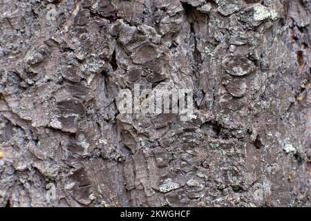 Douglas taxifolié des Rocheuses (Pseudotsuga menziesii var.. glauca) écorce. Troy, Montan, États-Unis. Royaume horizontal: Clade Plantae: Tracheoph Banque D'Images