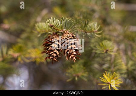 Douglas taxifolié des Rocheuses (Pseudotsuga menziesii var. glauca). Royaume: Clade Plantae: Trachéophytes Division: Pinophyta classe: Ordre de Pinopsida Banque D'Images