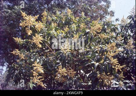 Mangifera indica, communément appelée mangue, est une espèce de plante à fleurs de la famille des Anacardiaceae. C'est un grand arbre fruitier, capable de grandir à une hauteur de 30 mètres. Il existe deux populations génétiques distinctes dans les mangues modernes : le 'type indien' et le 'type asiatique du Sud-est'. Les grandes feuilles d'un manguier sont en similicuir, de 5 à 16 pouces de longueur, et restent sur l'arbre pendant un an ou plus. Les fleurs sont produites dans des panicules terminaux ou des grappes de 4 à 16 pouces de long. Chaque fleur est petite avec des pétales blancs et un arôme doux. Banque D'Images