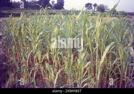 Jowar est communément appelé par divers noms dans l'Inde- jwaarie, jowar, jola, ou jondhalaa et est utilisé pour faire bhakri, jowar roti, ou jolada rotti. Son nom anglais Sorghum, vient de la famille à laquelle il appartient, Sorghum vulgare. Largement cultivé en Asie et en Afrique, le jowar est une source de nutrition de base dans les zones arides, et il n'a pas besoin de soins particuliers pour grandir. Il existe 30 variétés de sorgho, dont une seule est utilisée pour la consommation humaine. C'est la céréale la plus importante du monde en 5th. Banque D'Images