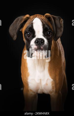 Chiot boxeur debout sur fond noir Banque D'Images