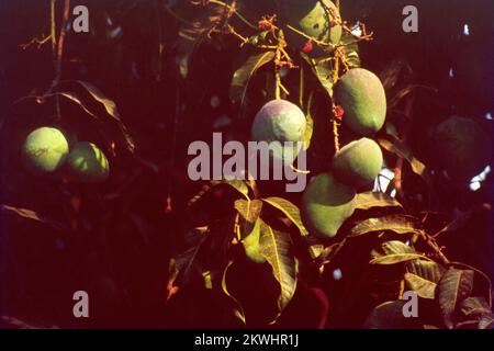 Mangifera indica, communément appelée mangue, est une espèce de plante à fleurs de la famille des Anacardiaceae. C'est un grand arbre fruitier, capable de pousser jusqu'à une hauteur de 30 mètres. Il existe deux populations génétiques distinctes chez les mangues modernes : le « type indien » et le « type asiatique du Sud-est ». Les grandes feuilles d'un manguier sont coriaces, de 5 à 16 pouces de longueur, et restent sur l'arbre pendant un an ou plus. Les fleurs sont produites en panicules terminales ou en grappes de 4 à 16 pouces de long. Chaque fleur est petite avec des pétales blancs et un arôme doux et doux. Inde Banque D'Images