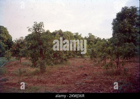 Mangifera indica, communément appelée mangue, est une espèce de plante à fleurs de la famille des Anacardiaceae. C'est un grand arbre fruitier, capable de grandir à une hauteur de 30 mètres. Il existe deux populations génétiques distinctes dans les mangues modernes : le 'type indien' et le 'type asiatique du Sud-est'. Les grandes feuilles d'un manguier sont en similicuir, de 5 à 16 pouces de longueur, et restent sur l'arbre pendant un an ou plus. Les fleurs sont produites dans des panicules terminaux ou des grappes de 4 à 16 pouces de long. Chaque fleur est petite avec des pétales blancs et un arôme doux. Banque D'Images