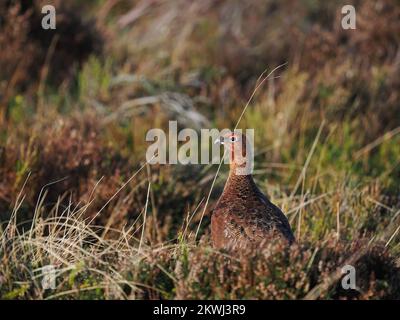 Tétras rouges sur les landes hautes terres du nord du pays de Galles qui sont gérés pour les oiseaux. Cette personne appelait et nourrissait. Banque D'Images