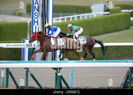 Hyogo, Japon. 26th novembre 2022. Taisei Runner et Seina Imamura gagnent le Hanhsin 2R à l'hippodrome de Hanshin à Hyogo, Japon, 26 novembre 2022. Crédit: Eiichi Yamane/AFLO/Alay Live News Banque D'Images