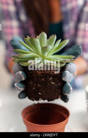 Femme tenant une plante succulente assise sur la table dans la cuisine. Femme replantant des fleurs dans un pot en céramique en utilisant une pelle, des gants, du sol de fertil et des fleurs pour la décoration de la maison. Banque D'Images