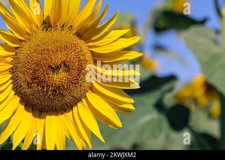 Gros plan de la tête de tournesol (Helianthus annuus) (pseudanthium) avec de nombreuses petites fleurs individuelles à cinq pétales (fleurons) au milieu, petite abeille c Banque D'Images