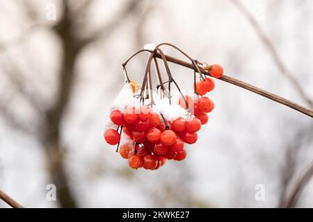 Neige sur les fruits de rowan rouge sur un fond flou Banque D'Images