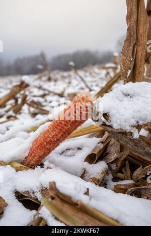 Épis de maïs dans un champ enneigé. Banque D'Images