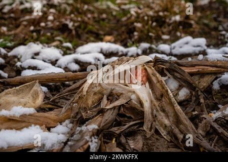 Épis sans maïs après récolte. Cône de maïs dans le champ, au milieu de la neige. Banque D'Images