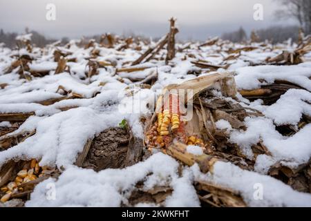 Maïs dans le champ parmi la première neige. Banque D'Images