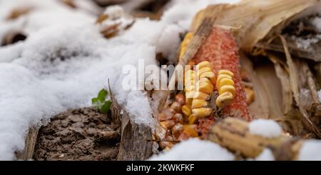 Maïs dans le champ parmi la première neige. Banque D'Images