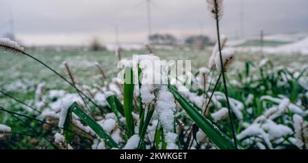 Neige sur les feuilles vertes dans un champ rural. Banque D'Images