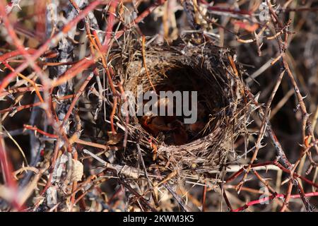 vider la cabane à oiseaux parmi les branches épineuses Banque D'Images