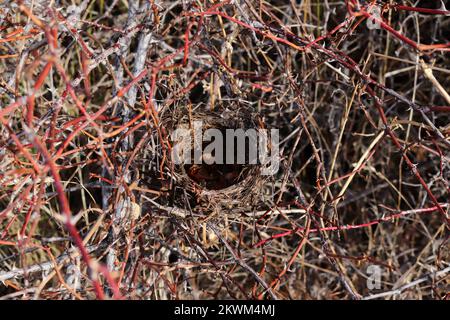 vider la cabane à oiseaux parmi les branches épineuses Banque D'Images