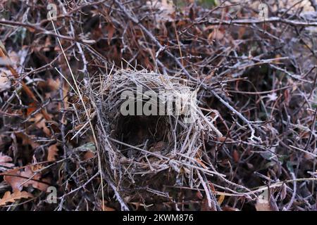 vider la cabane à oiseaux parmi les branches épineuses Banque D'Images