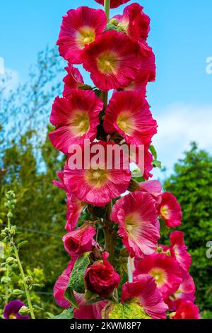 Alcea 'Burgundy Towers' (althaea rosea) une grande plante à fleurs communément connue sous le nom de Hollyhock avec une fleur rouge foncé au printemps et en été, Banque D'Images