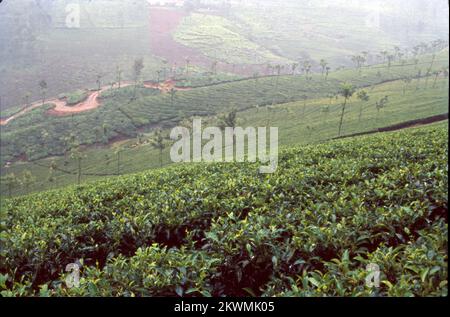 L'une des stations de colline les plus belles et sereines que vous rencontreriez dans le pays est Coonoor, c'est la deuxième plus grande station de colline dans les chaînes de Nilgiri des Ghâts occidentaux. Coonoor est situé à une altitude de 1930 m et aussi à une très proche proximité de Ooty. Cela a été découvert par les Britanniques qui sont venus visiter pendant les vacances d'été au 19e siècle. Coonoor est également connu pour ses jardins de thé. Inde Banque D'Images