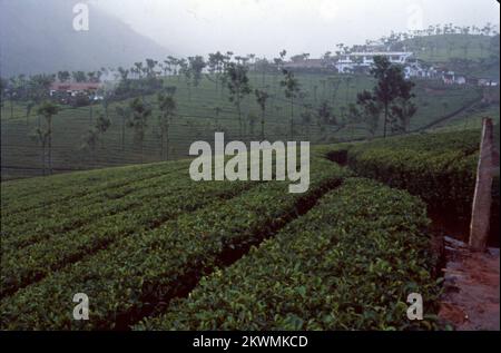 L'une des stations de colline les plus belles et sereines que vous rencontreriez dans le pays est Coonoor, c'est la deuxième plus grande station de colline dans les chaînes de Nilgiri des Ghâts occidentaux. Coonoor est situé à une altitude de 1930 m et aussi à une très proche proximité de Ooty. Cela a été découvert par les Britanniques qui sont venus visiter pendant les vacances d'été au 19e siècle. Coonoor est également connu pour ses jardins de thé. Inde Banque D'Images