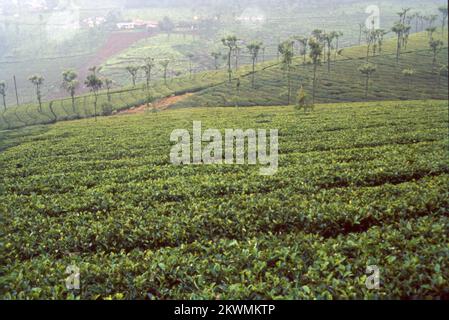 L'une des stations de colline les plus belles et sereines que vous rencontreriez dans le pays est Coonoor, c'est la deuxième plus grande station de colline dans les chaînes de Nilgiri des Ghâts occidentaux. Coonoor est situé à une altitude de 1930 m et aussi à une très proche proximité de Ooty. Cela a été découvert par les Britanniques qui sont venus visiter pendant les vacances d'été au 19e siècle. Coonoor est également connu pour ses jardins de thé. Inde Banque D'Images