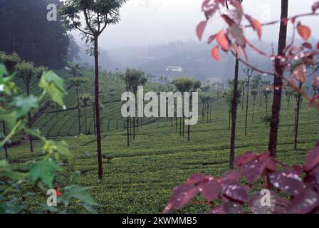 L'une des stations de colline les plus belles et sereines que vous rencontreriez dans le pays est Coonoor, c'est la deuxième plus grande station de colline dans les chaînes de Nilgiri des Ghâts occidentaux. Coonoor est situé à une altitude de 1930 m et aussi à une très proche proximité de Ooty. Cela a été découvert par les Britanniques qui sont venus visiter pendant les vacances d'été au 19e siècle. Coonoor est également connu pour ses jardins de thé. Inde Banque D'Images