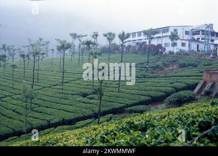 L'une des stations de colline les plus belles et sereines que vous rencontreriez dans le pays est Coonoor, c'est la deuxième plus grande station de colline dans les chaînes de Nilgiri des Ghâts occidentaux. Coonoor est situé à une altitude de 1930 m et aussi à une très proche proximité de Ooty. Cela a été découvert par les Britanniques qui sont venus visiter pendant les vacances d'été au 19e siècle. Coonoor est également connu pour ses jardins de thé. Inde Banque D'Images